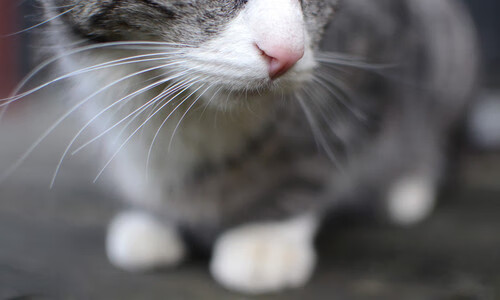 塔图姆的冰封时刻，当深圳防线在吉林寒流中凝固