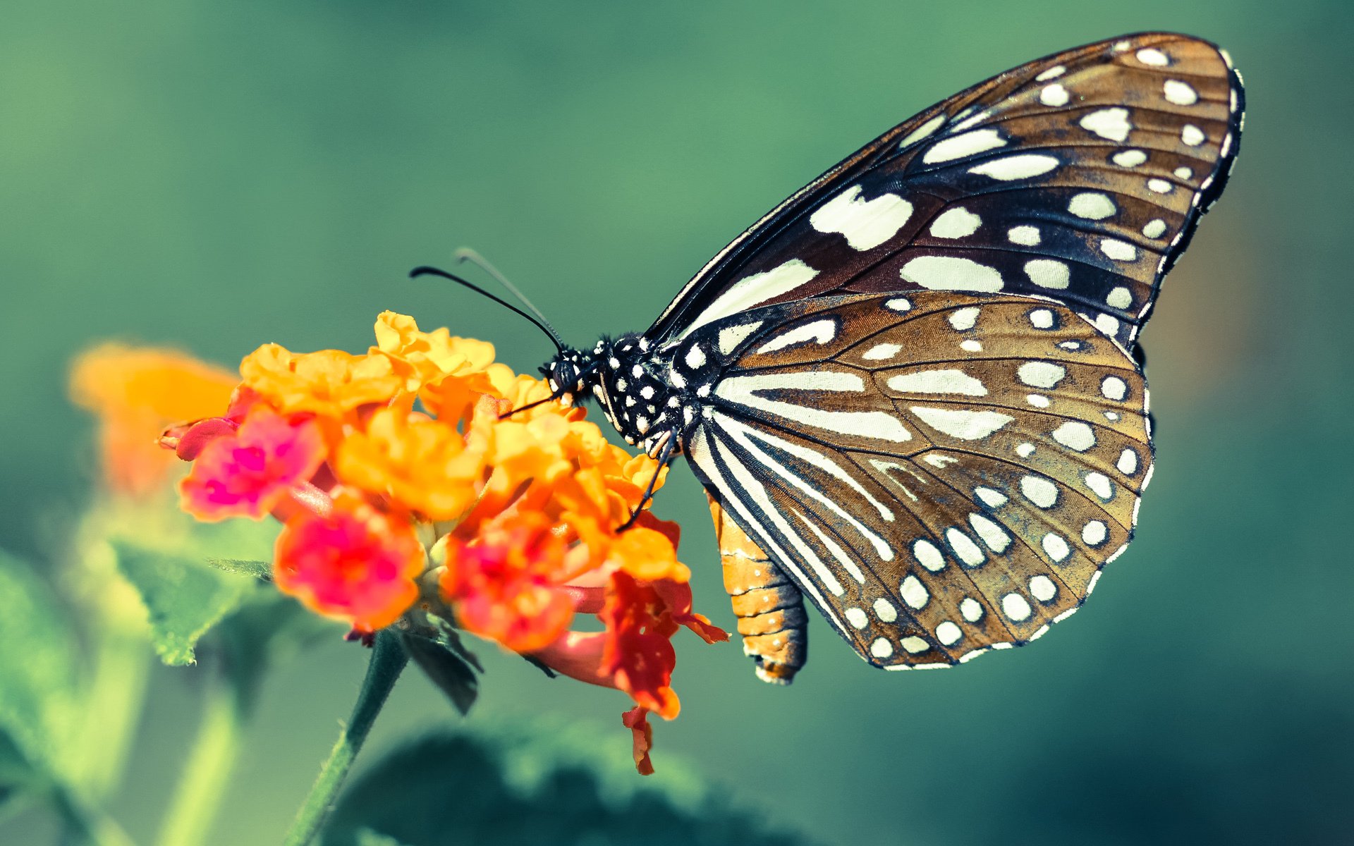 篮网三巨头合砍89分，攻防一体碾压老鹰，季后赛次轮悬念终结？