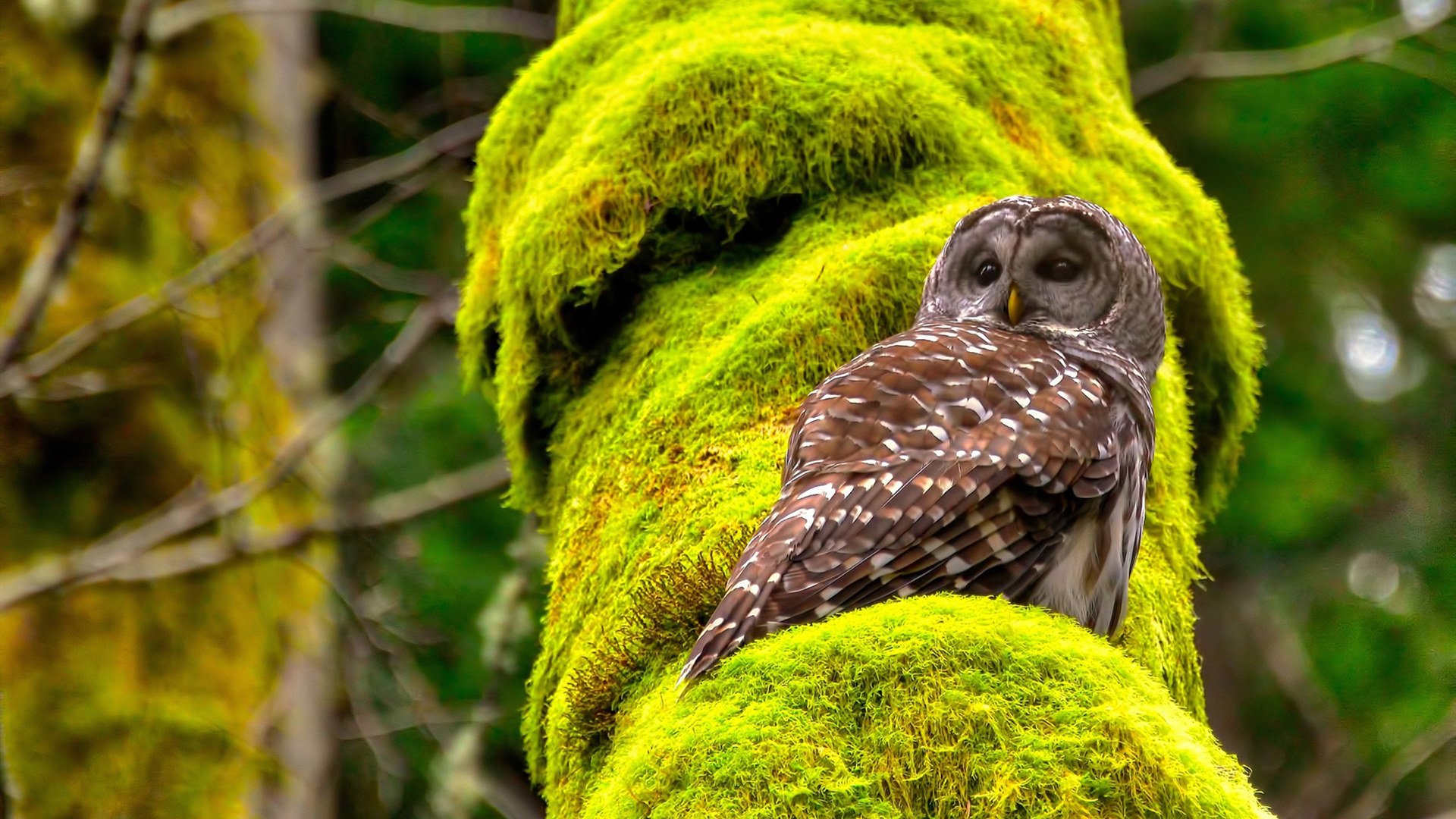 当库里遇见公牛与鹰,篮球宇宙中唯一无解的永恒命题